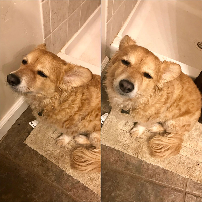 My dog was extremely tired, but just had to follow me into the bathroom in the middle of the night