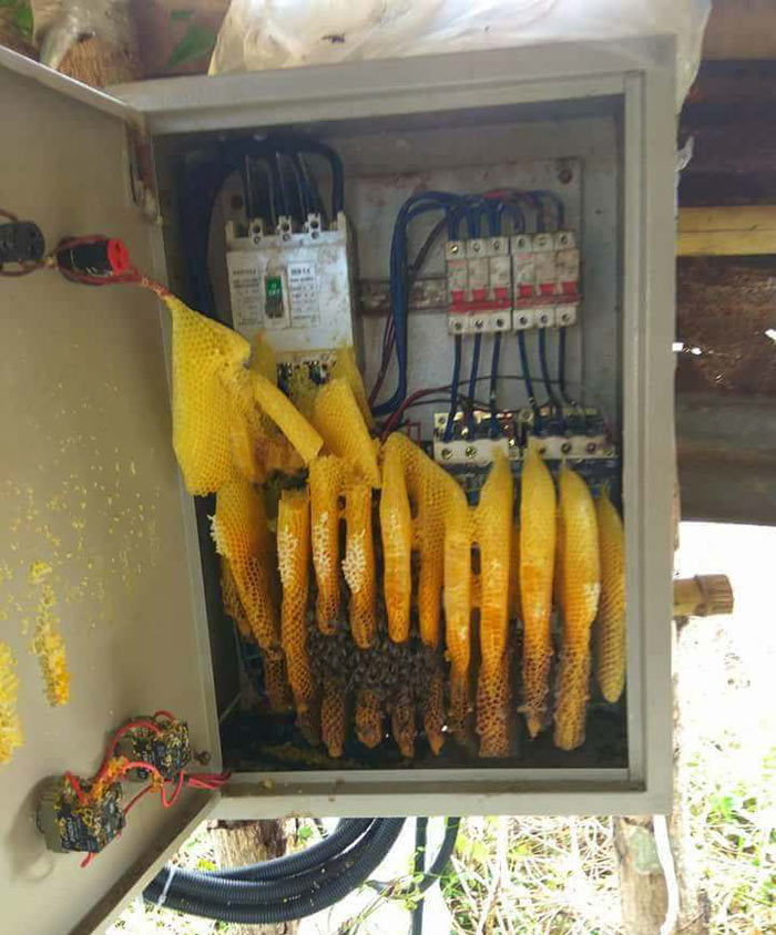 Heard a bzzzz coming from the electrical box