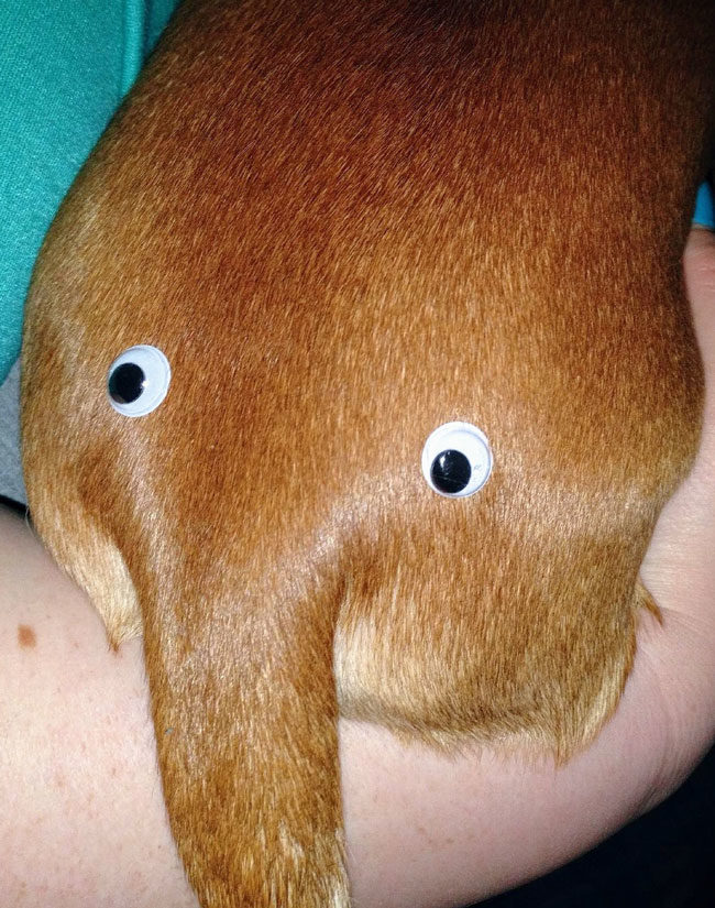 My boyfriend ordered 500 googly eyes "for reasons" and this is one of the first things he did