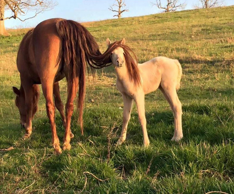 Maybe she's born with it, maybe it's Neighbelline