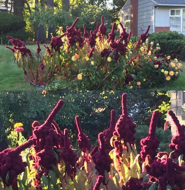 This plant flips everyone off in the morning on the way to work