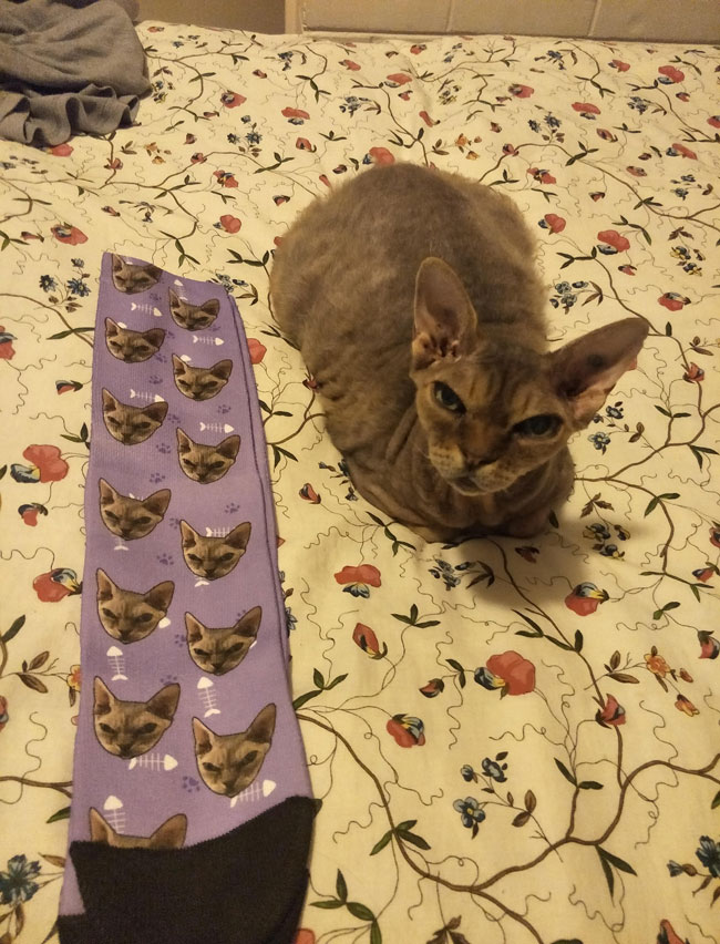My girlfriend got me custom printed socks with our cat's face on them