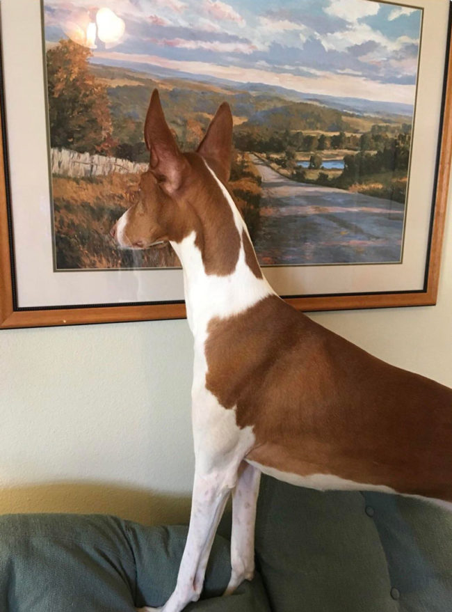 He thinks this painting is a window