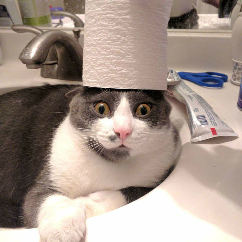 Put a toilet paper roll on top of my cat Dutch's head and he stayed like this until I took it off