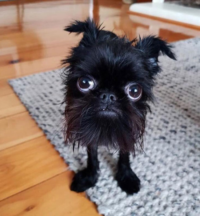This little monster is a Brussels Griffon
