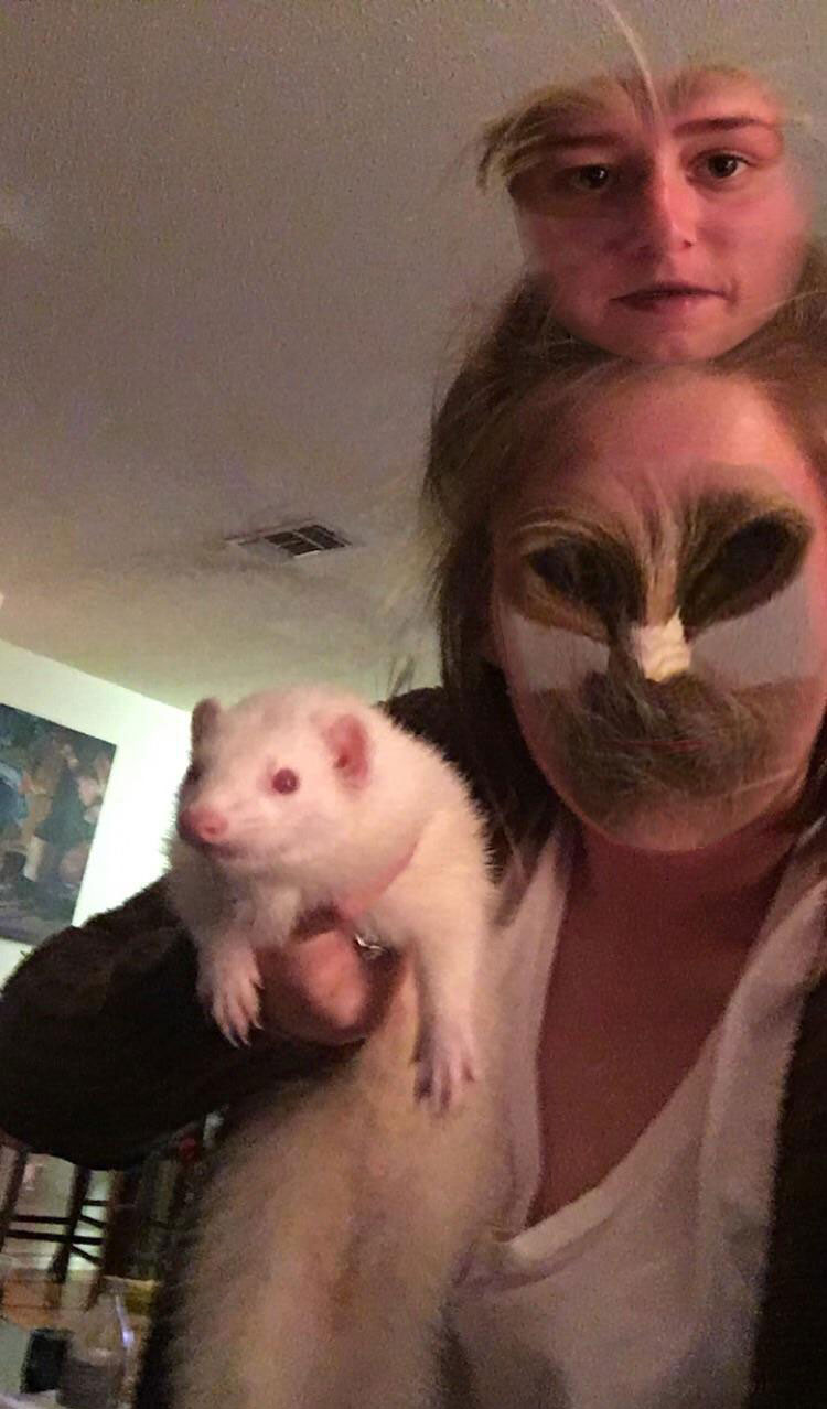 Tried to face swap with this ferret. Didn’t quite go as expected