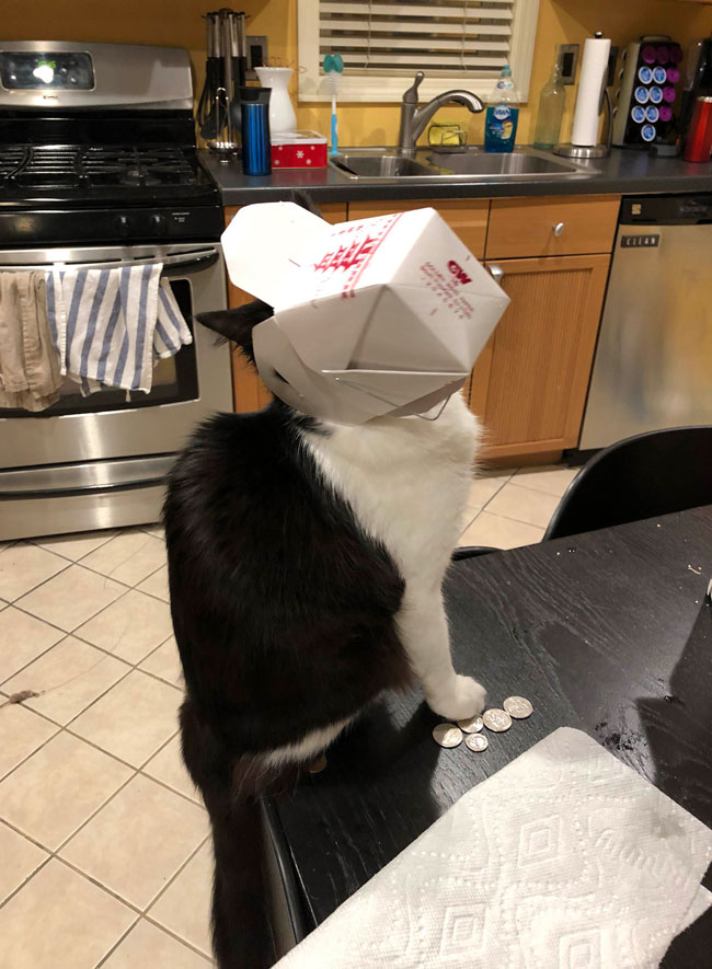 Our cat tried to steal our Chinese leftovers