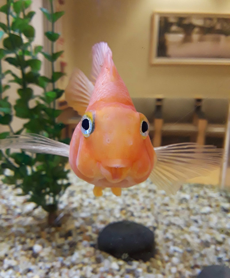 Just met the happiest little fish!
