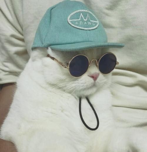 This is my friends cat, it's way cooler than I'll ever be and I've accepted that