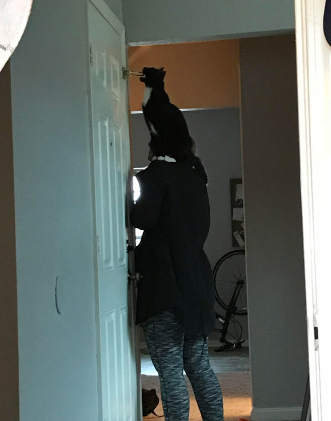 My girlfriend takes Zuko on shoulder expeditions through the house, so he can examine things in high places