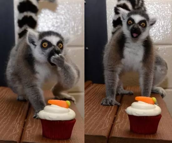 A lemur discovers the wonders of cupcakes
