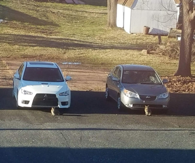 The local cats started a car club