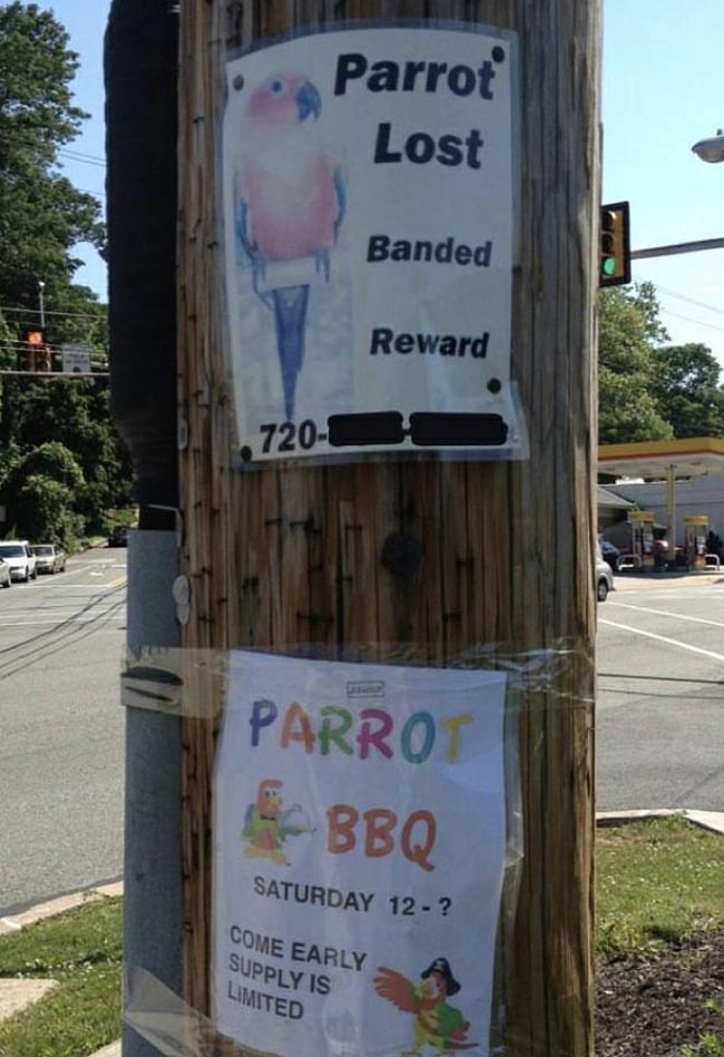 Lost Parrot