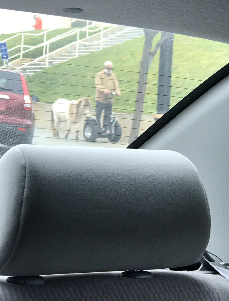 Just a guy riding his Segway while walking his pony