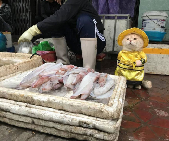 Surveying the fish market