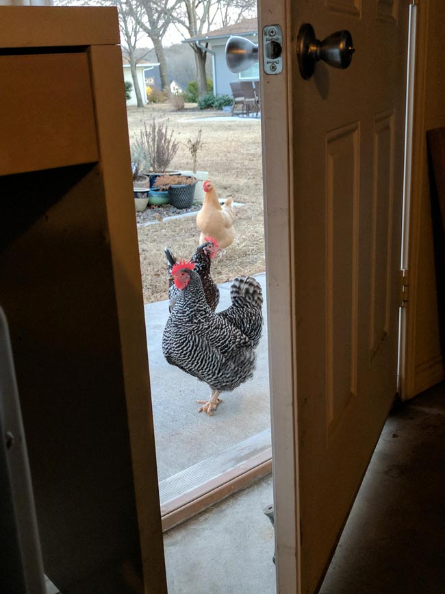 They've surrounded the exits, tell my wife she was wrong about the chickens..