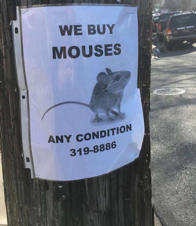 We buy mouses!