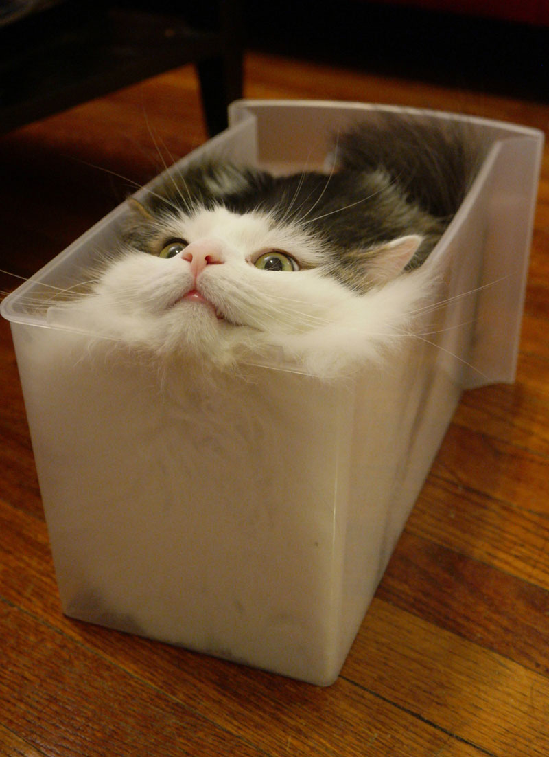 Update: Feline continues to seek fully liquid state