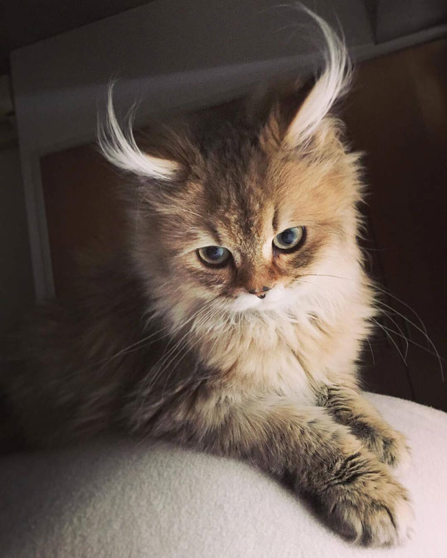 My what long ear tufts you have