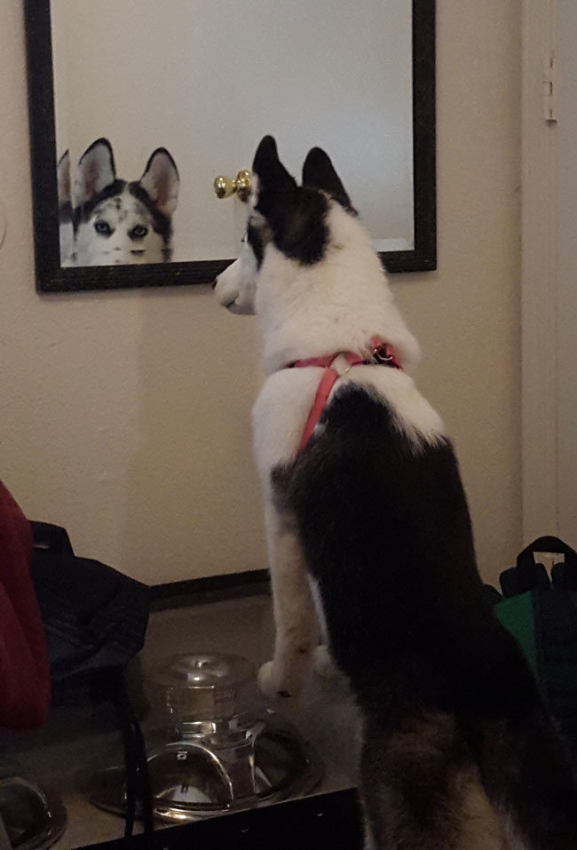 Just my dog glaring me down through my mirror