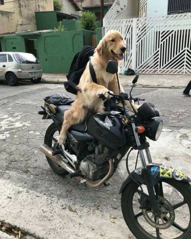 My friend's dog on a motorcycle