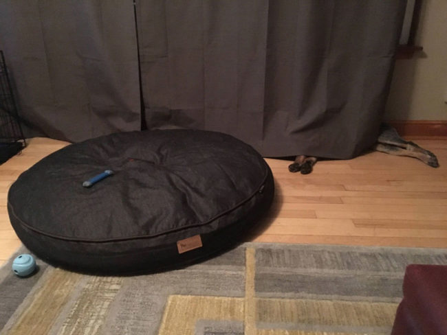 $180 dog bed