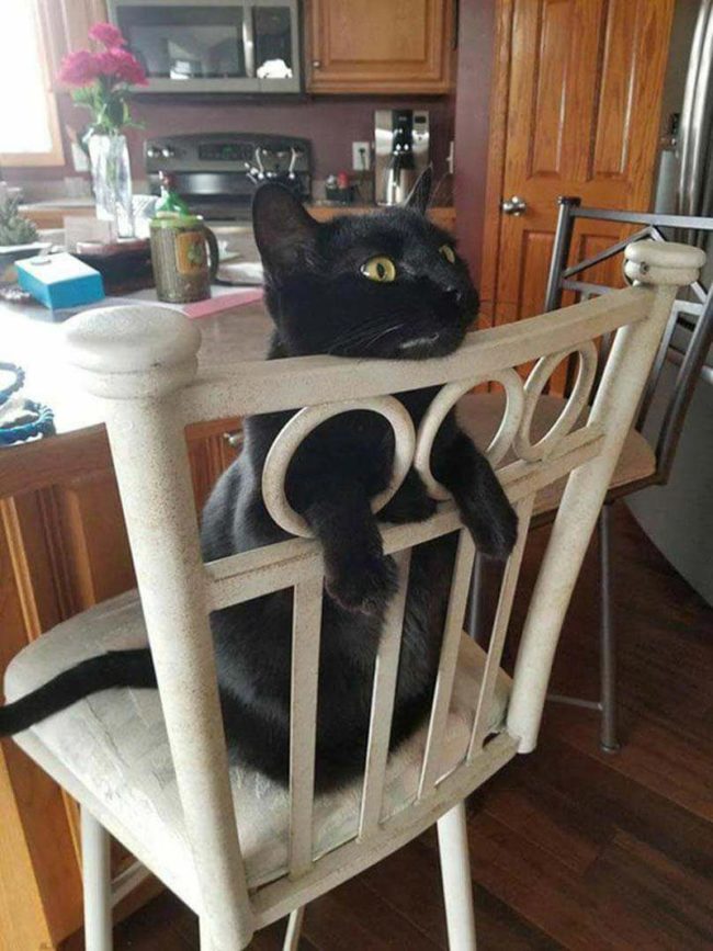 Cat shows you the right way to use chair holes