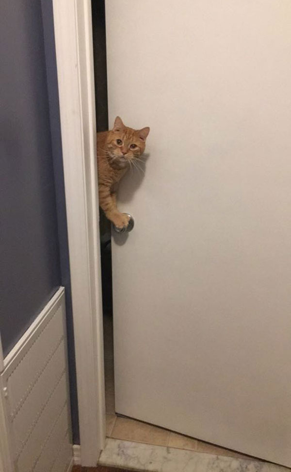 Sorry hooman but the bathroom is occupied right meow