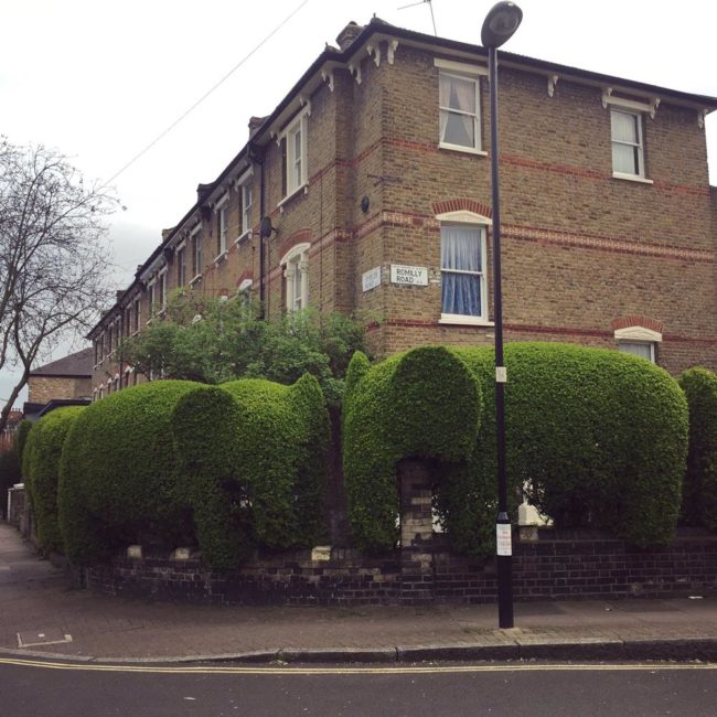 Elephant hedges in London