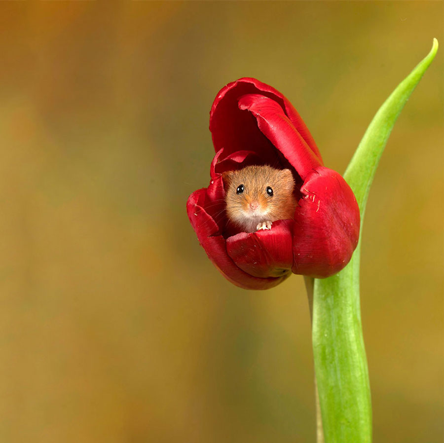 Field mouse in a flower