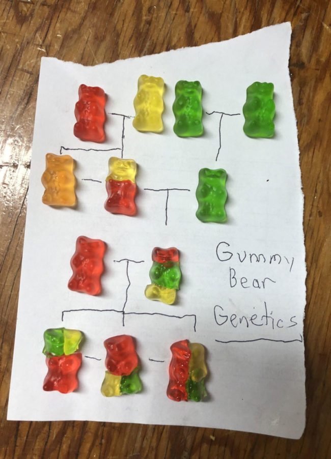 Gummy bear genetics