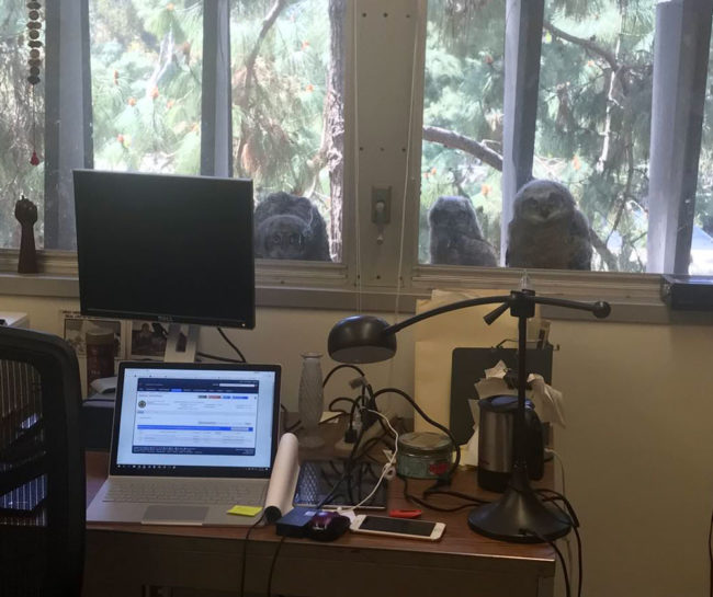 Owls born outside of the office window won't stop staring at the workers
