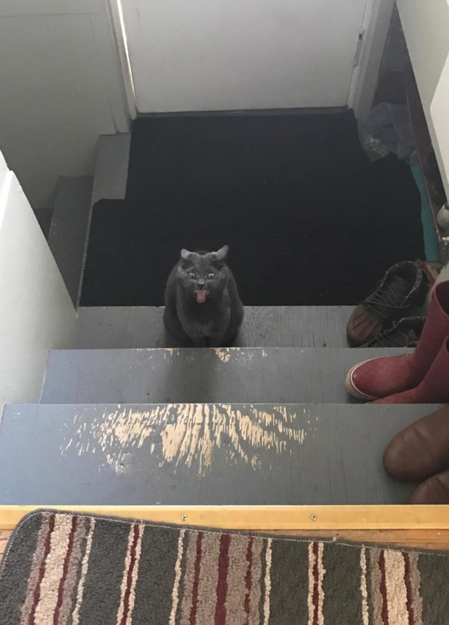 My friend’s cat looks like it was going to summon something when it wasn’t allowed to go out