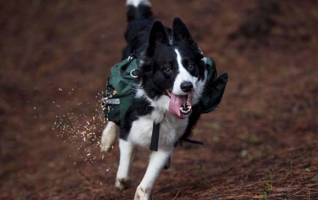 Three border collies have been trained to run around a Chilean forest devastated by wildfire while wearing special backpacks that release native plant seeds