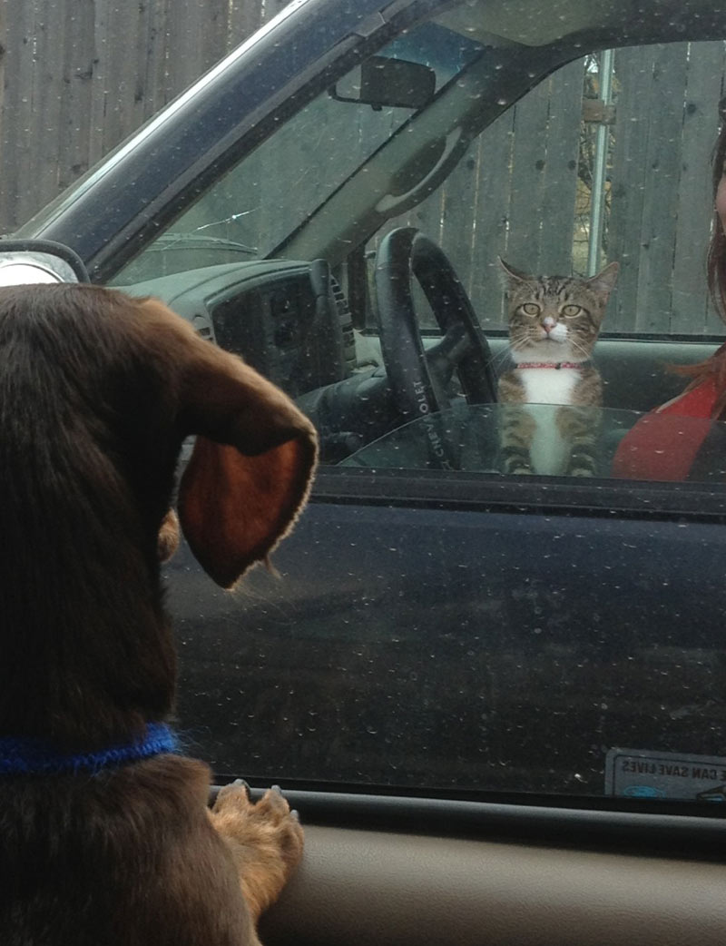 My dog saw a cat in a drive thru, they were both equally confused