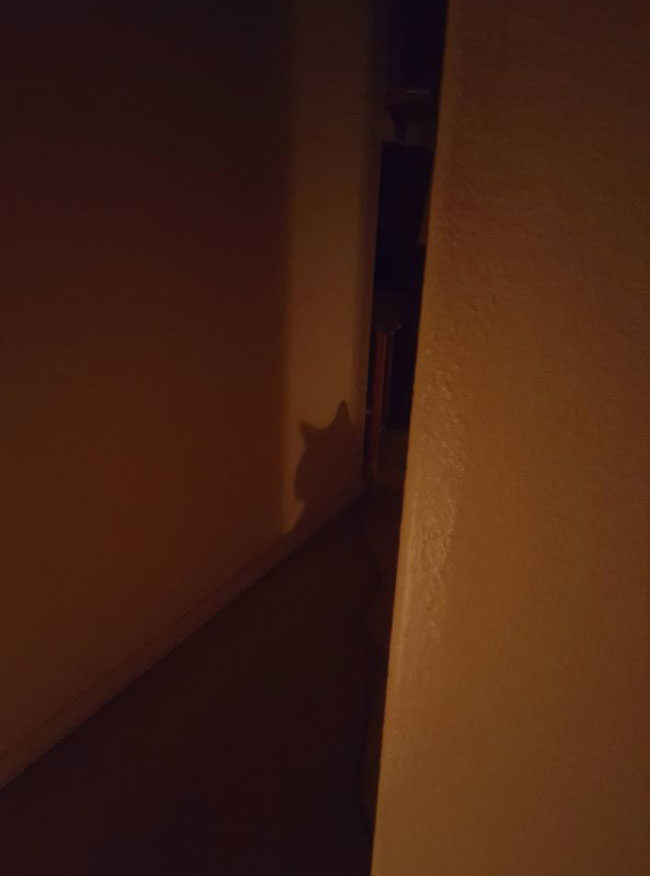 My cat likes to attack me in the night, so I put a light in the hallway so I can see it coming