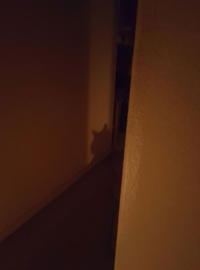 My cat likes to attack me in the night, so I put a light in the hallway so I can see it coming