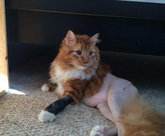 My friend's cat had surgery and now he has no pants