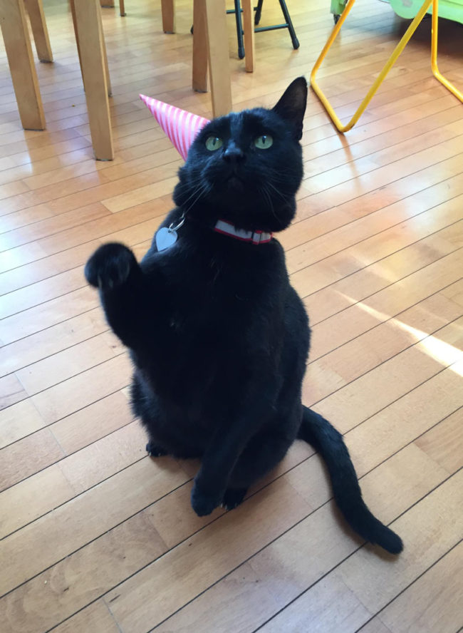 Vincent only has one ear. I made him a party hat!