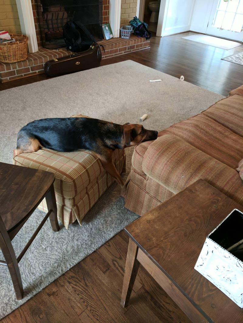 My dog isn't allowed on the couch. This is his solution