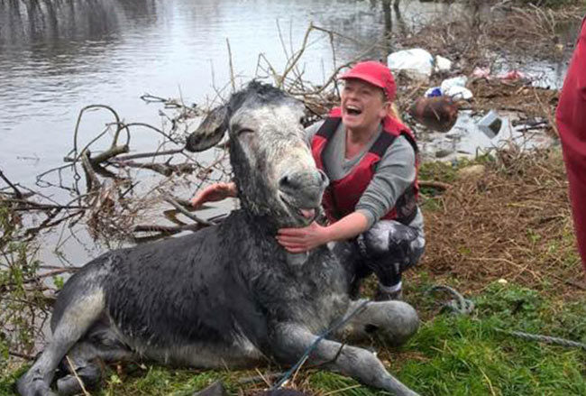 Mike the donkey is delighted to be rescued from this flood
