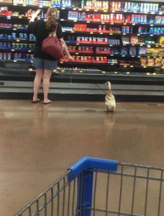 Today I saw a duck at Walmart
