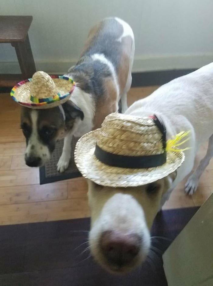 Women confuse me. My girlfriend sent me out for groceries, and like any rational person, I thought that meant go get hats for the dogs. Turns out she was hungry