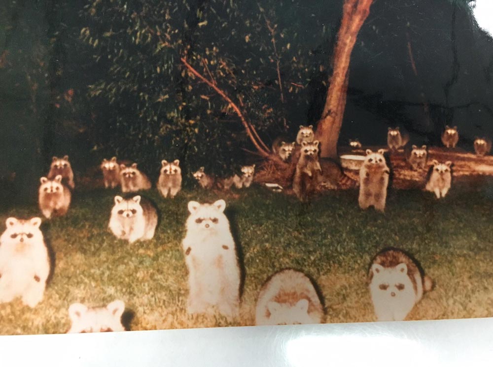 Family friend went camping over 30 years ago and heard a noise outside the tent. Instead if peaking her head out to see what it could be she reached her hand out with her disposable camera. When the pictures were developed this is what she saw