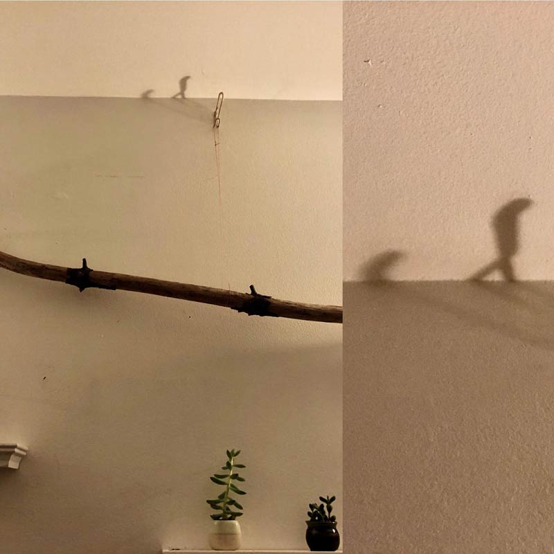 Am I high or is this shadow evolving
