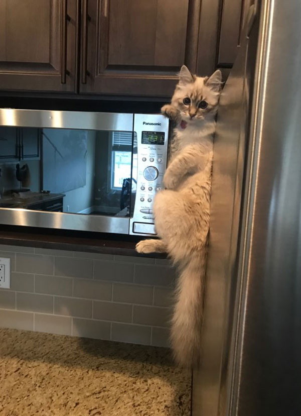 This is how I found my kitten, trying to steal her big sister's food from the top of the fridge..