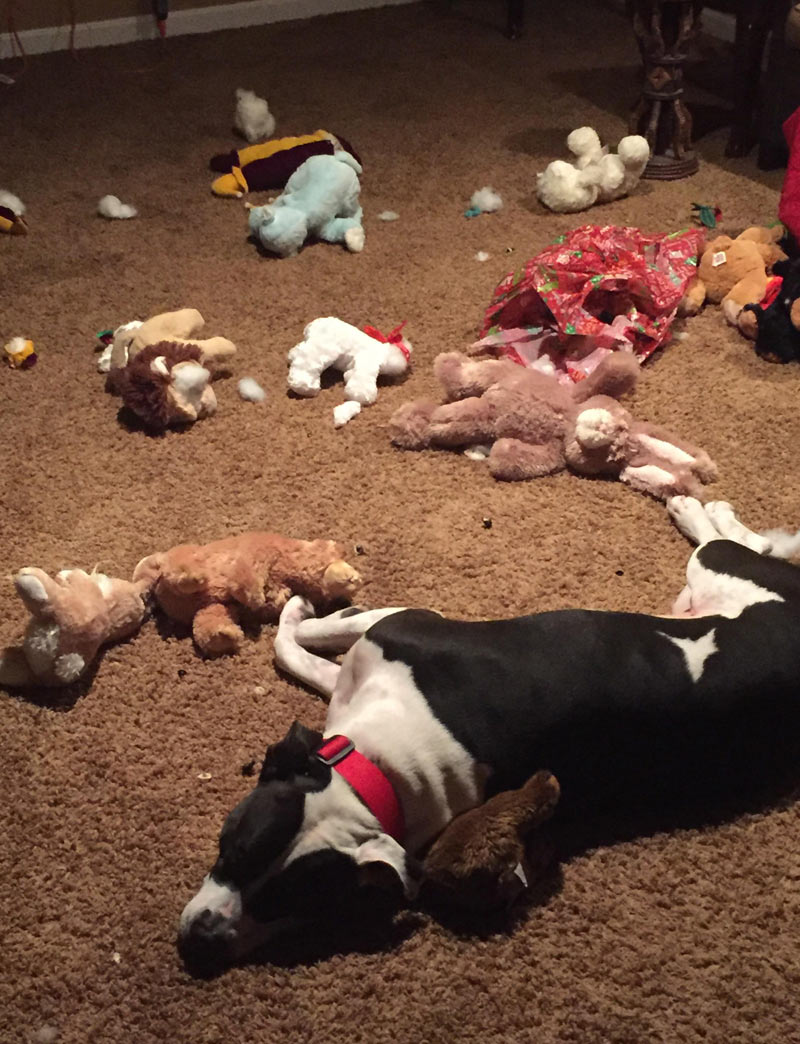 My dog OD’d on stuffed animals and passed out