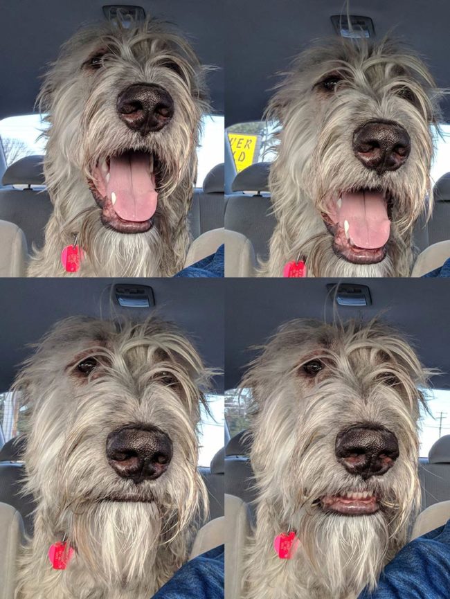 My dog's facial expressions when I didn't turn towards the dog park