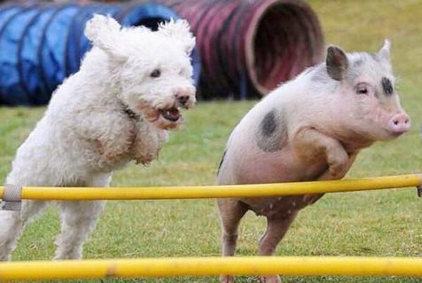 Dog VS pig