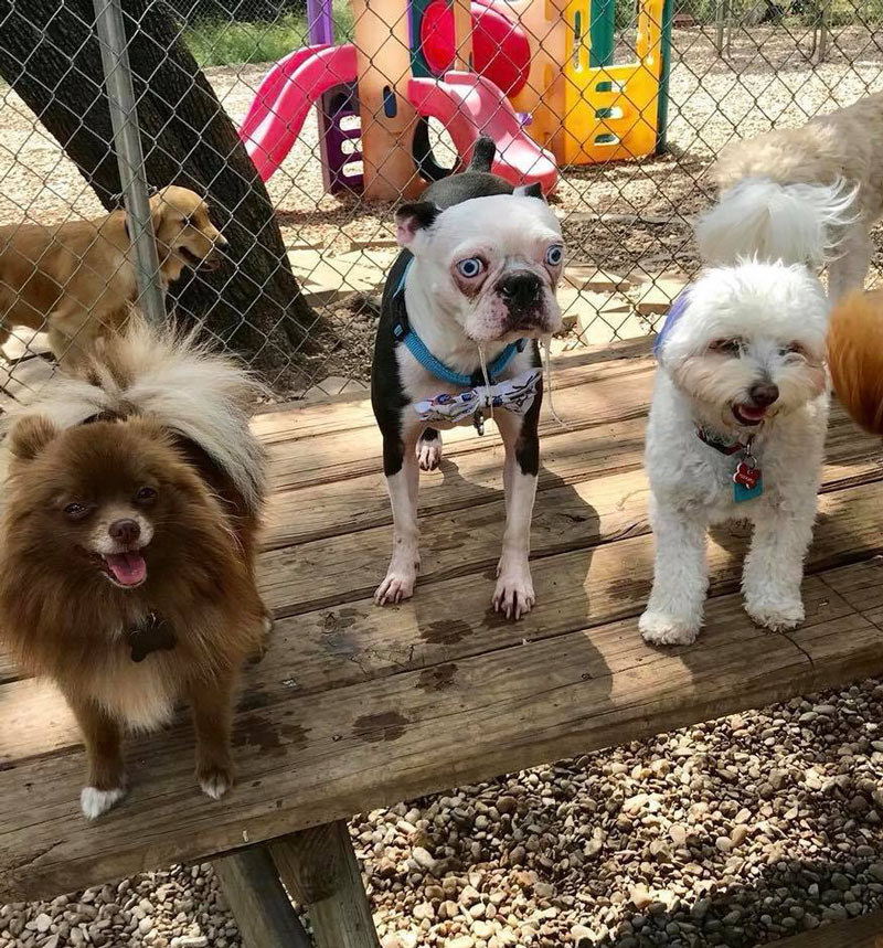 Dog at my pup's daycare looks like he's having a bad acid trip